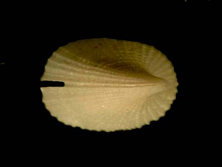 emarginula???????